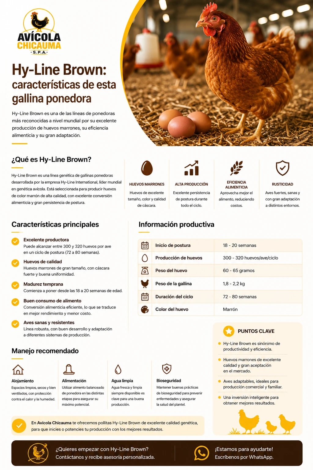 Gallina ponedora Hy-Line Brown de plumaje marrón