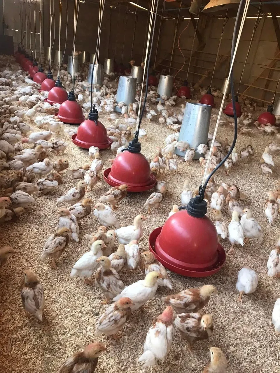 Crianza de pollitas en Avícola Chicauma
