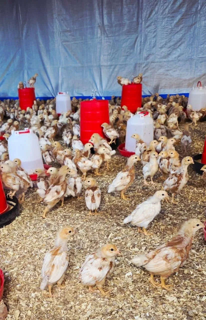 Lote de pollitas en Avícola Chicauma