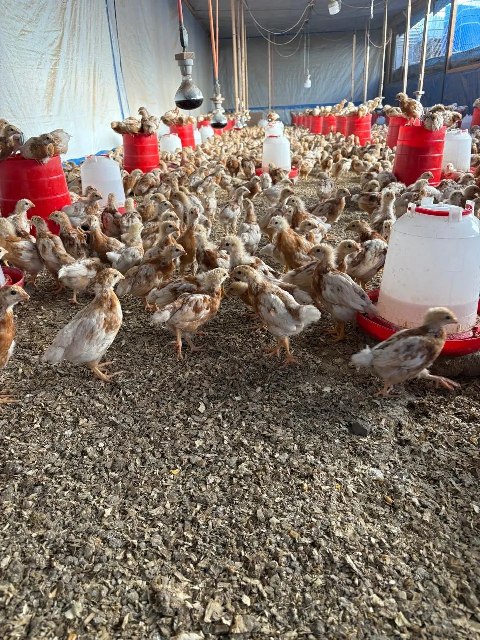 Crianza de pollitas en Avícola Chicauma