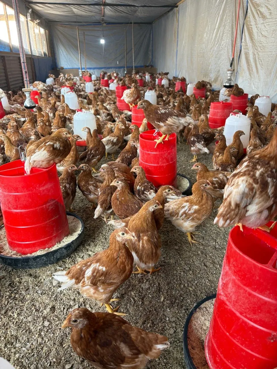 Lote de pollitas en Avícola Chicauma